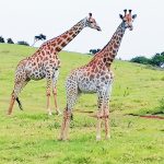 2 giraffes grazing at the Phezulu Safari Park in Durban South Africa as featured on the durbanvibe.co.za what's on in durban and Durban tourist information website