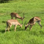 3 Gazelles grazing at the Phezulu Safari Park in Durban South Africa as featured on the durbanvibe.co.za what's on in durban and Durban tourist information website
