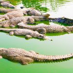 Crocodiles at the Phezulu Safari Park in Durban South Africa a top durban attraction on the durbanvibe.co.za what's on in durban and Durban tourist information