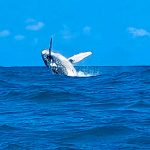 Whale seen on the Isle of Capri cruises in Durban South Africa. A top 10 tourist attraction as featured on durbanvibe.co.za Durban tourist information and what's on in Durban website