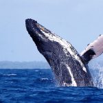 Whales seen on the Isle of Capri cruises in Durban South Africa. A top 10 tourist attraction as featured on urbanvibe.co.za Durban tourist information and what's on in Durban website