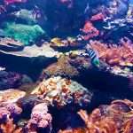 Coral reef at the uShaka Sea World Aquarium in Durban South Africa as featured on the durbanvibe.co.za what's on in Durban and Durban attractions tourist information website