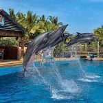 Dolphins at the uShaka Sea World Aquarium in Durban South Africa as featured on the durbanvibe.co.za what's on in Durban and Durban attractions tourist information website