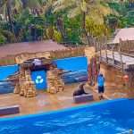 Seal Show at the uShaka Sea World Aquarium in Durban South Africa as featured on the durbanvibe.co.za what's on in Durban and Durban attractions tourist information website