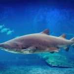 Shark at the uShaka Sea World Aquarium in Durban South Africa as featured on the durbanvibe.co.za what's on in Durban and Durban attractions tourist information website