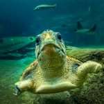 Turtle at the uShaka Sea World Aquarium in Durban South Africa as featured on the durbanvibe.co.za what's on in Durban and Durban attractions tourist information website