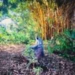 Monkey and Bamboo at the Japanese Garden in Durban South Africa as featured on the durbanvibe.co.za what's on in Durban and Durban attractions tourist information website