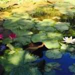 Waterlilies at the Japanese Garden in Durban South Africa as featured on the durbanvibe.co.za what's on in Durban and Durban attractions tourist information website