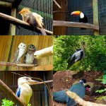 Bird montage at Umgeni River Bird Park in Durban South Africa as featured on the durbanvibe.co.za what's on in Durban and Durban attractions tourist information website