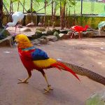 Colourful bird at the Mitchell Park Zoo in Durban South Africa as featured on the durbanvibe.co.za what's on in Durban and Durban attractions tourist information website