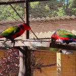 Colourful birds at Umgeni River Bird Park in Durban South Africa as featured on the durbanvibe.co.za what's on in Durban and Durban attractions tourist information website