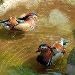Ducks at the Mitchell Park Zoo in Durban South Africa as featured on the durbanvibe.co.za what's on in Durban and Durban attractions tourist information website