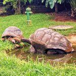 Giant Tortoises at the Mitchell Park Zoo in Durban South Africa as featured on the durbanvibe.co.za what's on in Durban and Durban attractions tourist information website