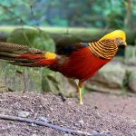 Golden Pheasant at Umgeni River Bird Park in Durban South Africa as featured on the durbanvibe.co.za what's on in Durban and Durban attractions tourist information website