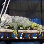 Iguana at the Mitchell Park Zoo in Durban South Africa as featured on the durbanvibe.co.za what's on in Durban and Durban attractions tourist information website