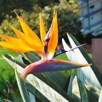 Orange flower at Durban Botanic Gardens in Durban South Africa as featured on the durbanvibe.co.za what's on in Durban and Durban attractions tourist information website