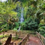 Waterfall at Umgeni River Bird Park in Durban South Africa as featured on the durbanvibe.co.za what's on in Durban and Durban attractions tourist information website
