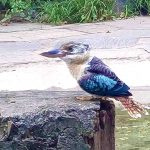 kookaburra at Umgeni River Bird Park in Durban South Africa as featured on the durbanvibe.co.za what's on in Durban and Durban attractions tourist information website